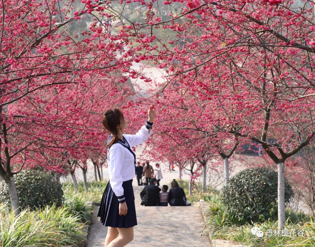 開園啦！丹林櫻花谷今日開園(圖6)