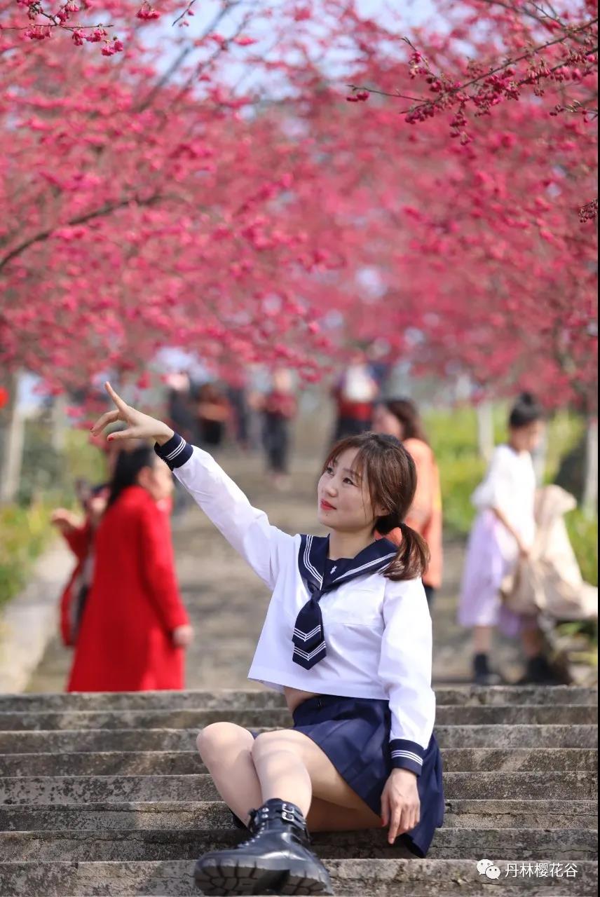 開園啦！丹林櫻花谷今日開園(圖7)