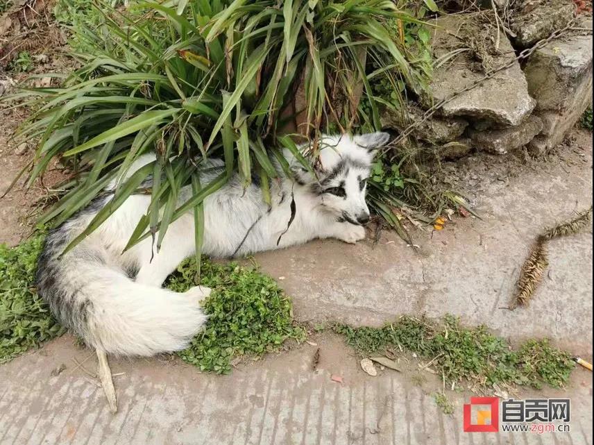 狐貍來(lái)拜年？這位自貢市民的做法必須點(diǎn)贊