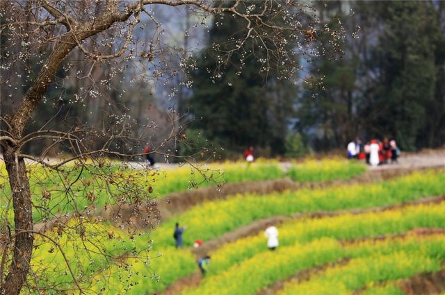 提醒！假期余額不足！去宜賓這些地方游玩還來得及！賞花、觀展、踏青……(圖14)