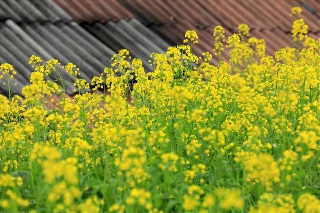 提醒！假期余額不足！去宜賓這些地方游玩還來得及！賞花、觀展、踏青……(圖16)