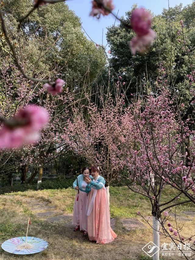 提醒！假期余額不足！去宜賓這些地方游玩還來得及！賞花、觀展、踏青……(圖17)
