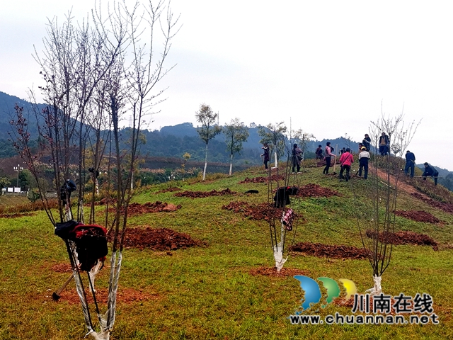 瀘縣：植樹添新綠，合力美家園(圖2)