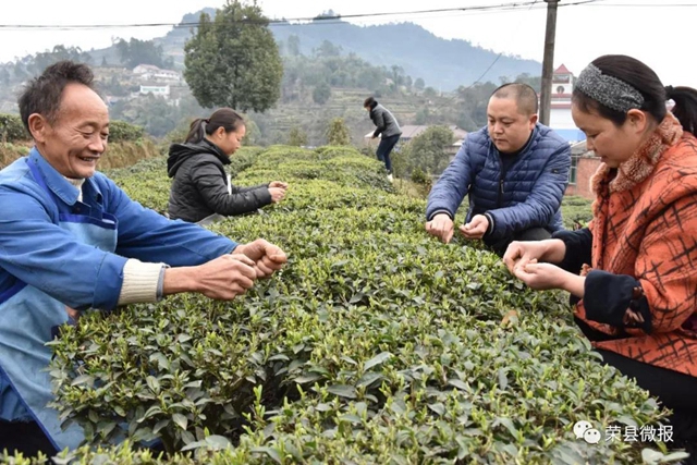 早春禮物｜春茶獨(dú)芽飚至每斤110元，榮縣茶農(nóng)喜滋滋