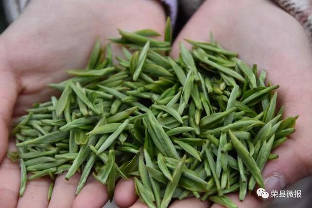 早春禮物｜春茶獨(dú)芽飚至每斤110元，榮縣茶農(nóng)喜滋滋(圖3)