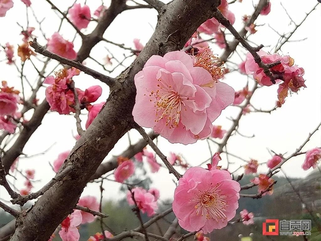 無(wú)邊光景一時(shí)新！春到鹽都——(圖1)