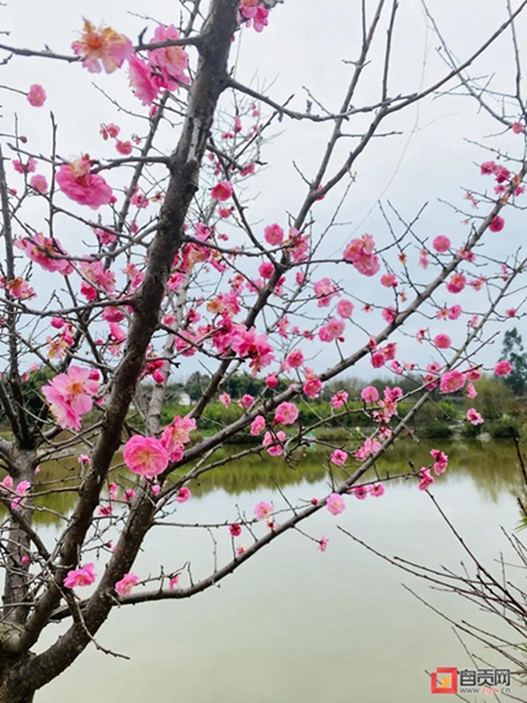 無(wú)邊光景一時(shí)新！春到鹽都——(圖3)