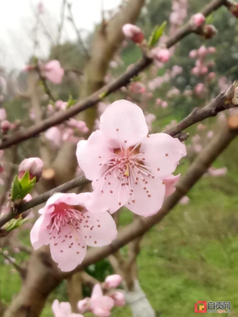 無(wú)邊光景一時(shí)新！春到鹽都——(圖2)