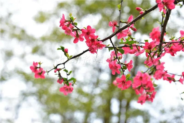 藏不住了！內(nèi)江城區(qū)這兩個濕地公園“藏”不住了(圖1)