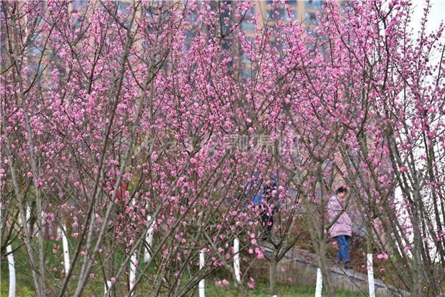 藏不住了！內(nèi)江城區(qū)這兩個濕地公園“藏”不住了(圖4)
