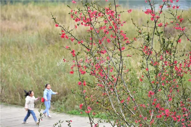 藏不住了！內(nèi)江城區(qū)這兩個濕地公園“藏”不住了(圖10)
