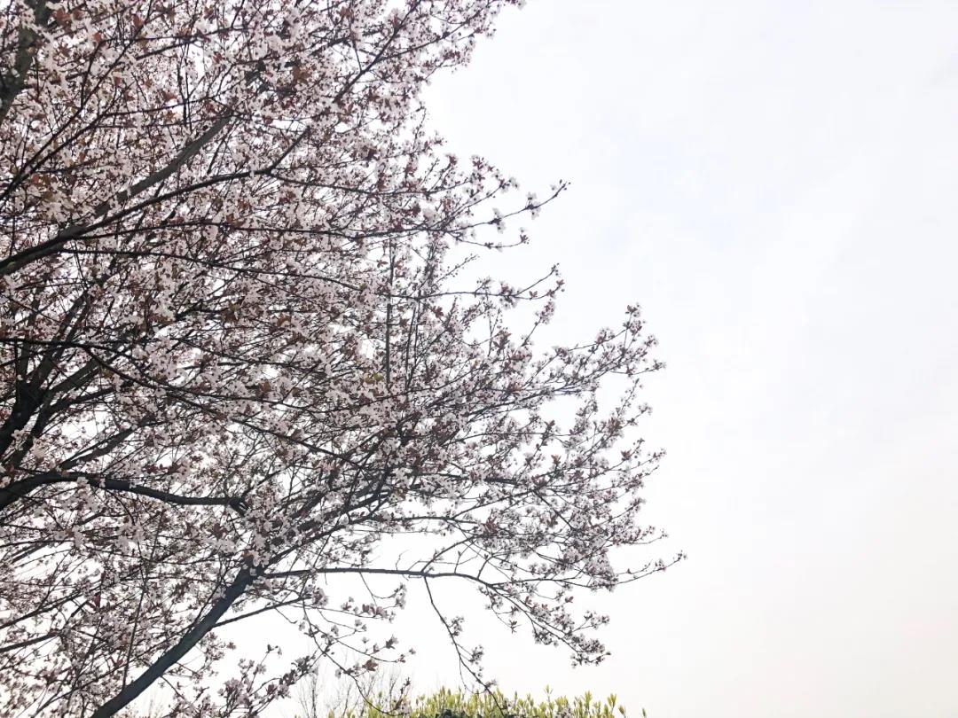 瀘州這些花正在盛開，春光正好快出去賞花吧(圖2)