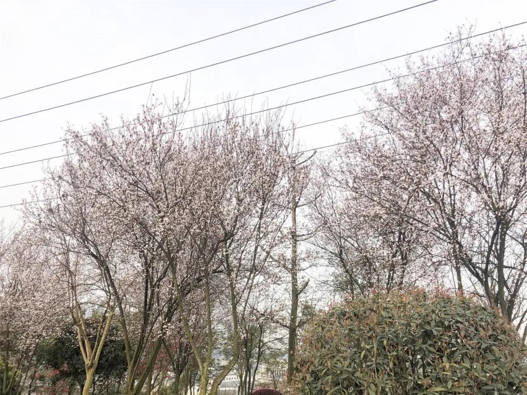 瀘州這些花正在盛開，春光正好快出去賞花吧(圖3)