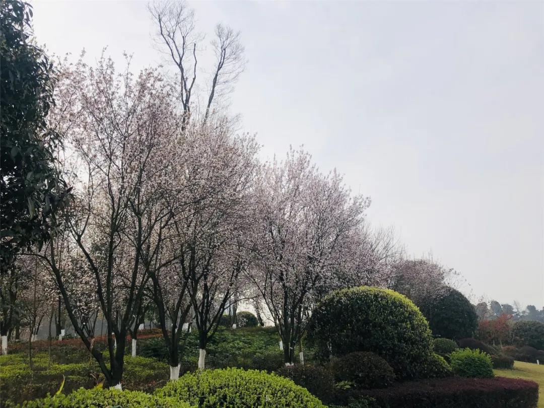 瀘州這些花正在盛開，春光正好快出去賞花吧(圖4)