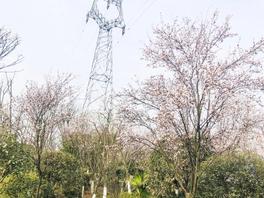 瀘州這些花正在盛開，春光正好快出去賞花吧(圖5)
