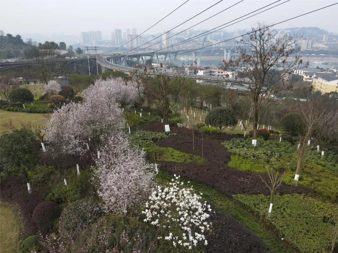 瀘州這些花正在盛開，春光正好快出去賞花吧(圖6)