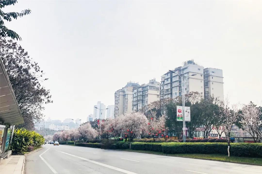 瀘州這些花正在盛開，春光正好快出去賞花吧(圖7)