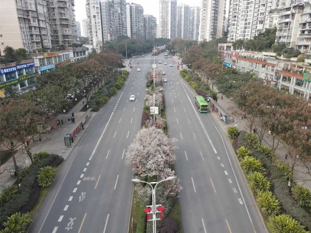 瀘州這些花正在盛開，春光正好快出去賞花吧(圖8)
