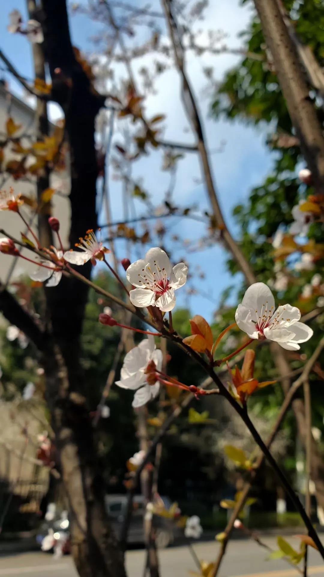 瀘州這些花正在盛開，春光正好快出去賞花吧(圖9)