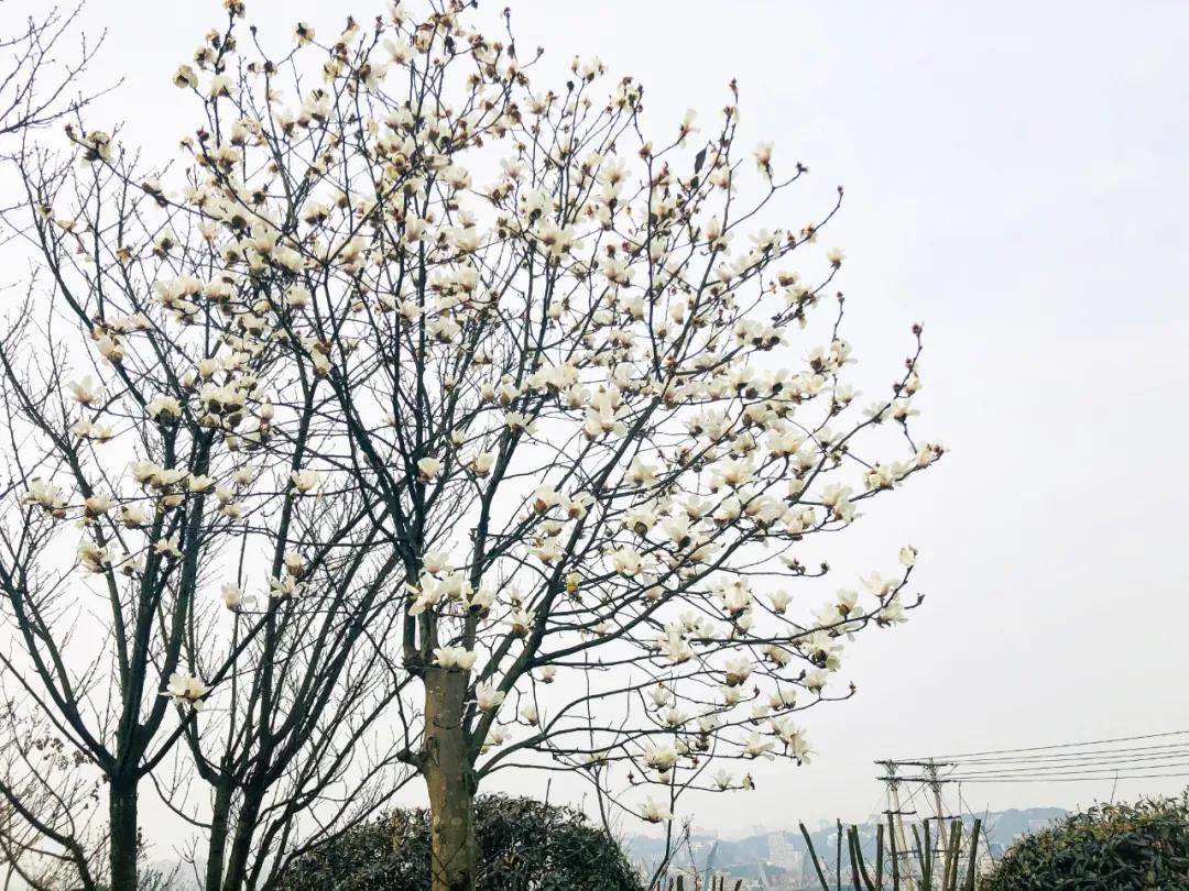 瀘州這些花正在盛開，春光正好快出去賞花吧(圖10)