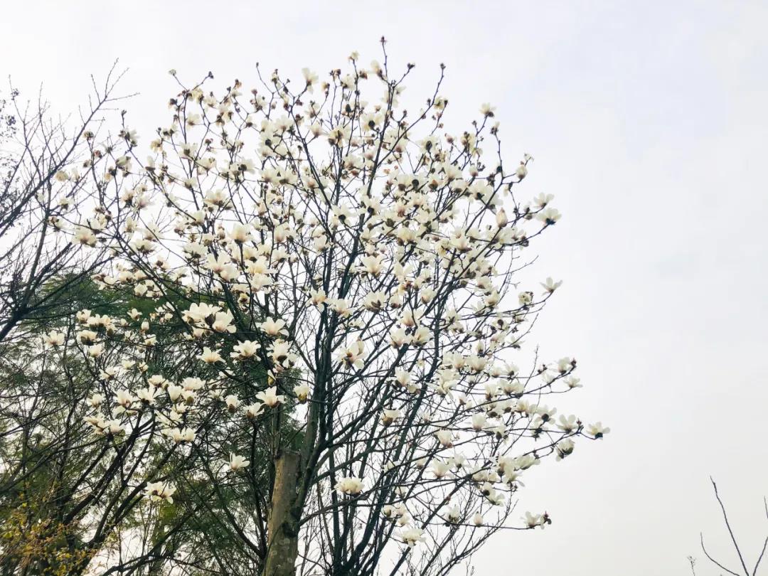 瀘州這些花正在盛開，春光正好快出去賞花吧(圖11)