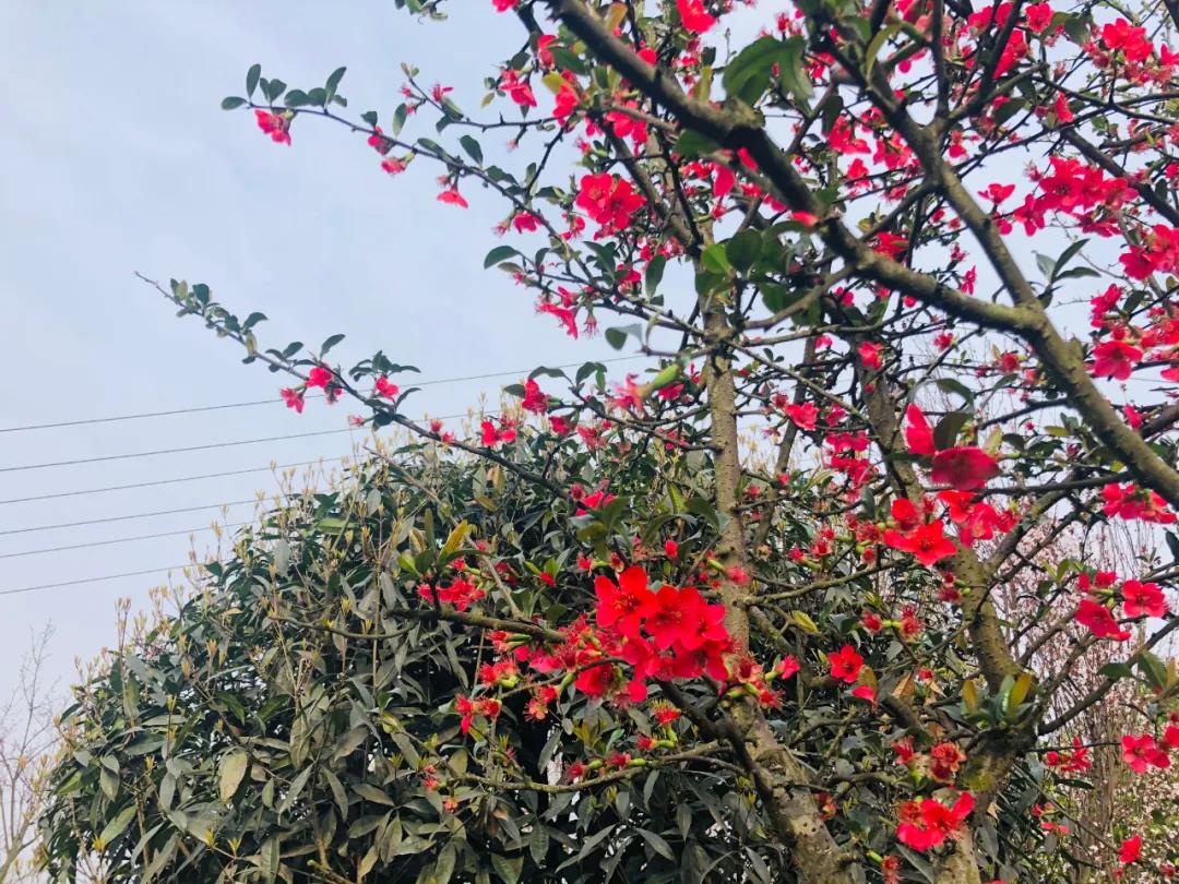瀘州這些花正在盛開，春光正好快出去賞花吧(圖13)