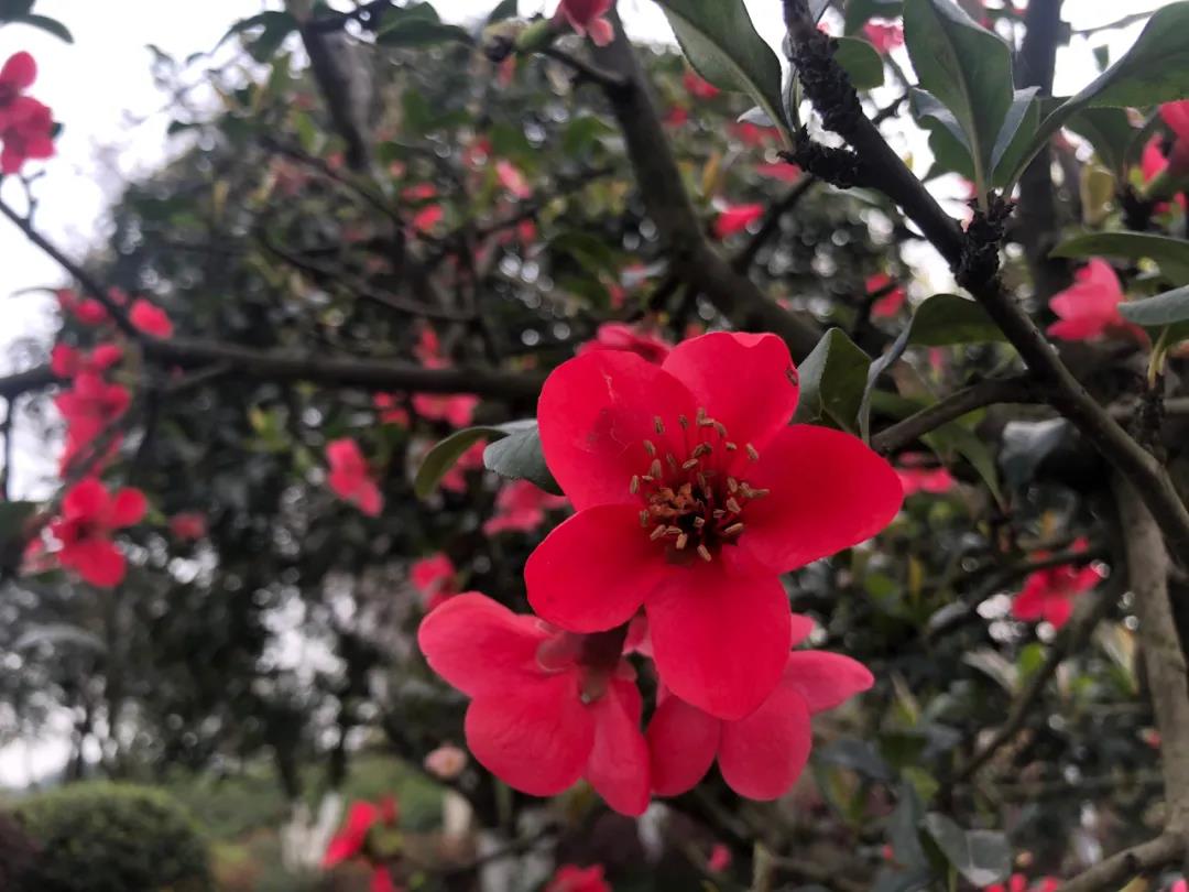 瀘州這些花正在盛開，春光正好快出去賞花吧(圖14)