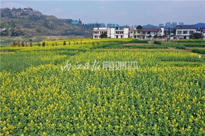 提前了半個(gè)月，內(nèi)江油菜花開(kāi)啦！這些地方的花海在等你(圖2)