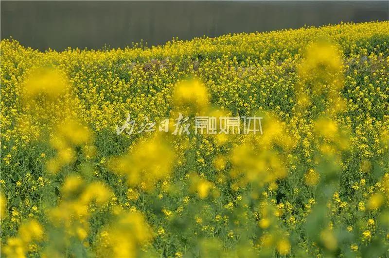 提前了半個(gè)月，內(nèi)江油菜花開(kāi)啦！這些地方的花海在等你(圖3)