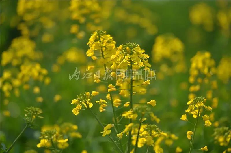 提前了半個(gè)月，內(nèi)江油菜花開(kāi)啦！這些地方的花海在等你(圖6)