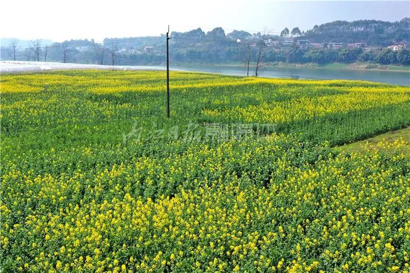 提前了半個(gè)月，內(nèi)江油菜花開(kāi)啦！這些地方的花海在等你(圖8)
