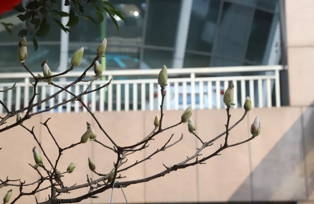 西南醫(yī)大中醫(yī)院人：新年新氣象！擼起袖子加油干！(圖3)