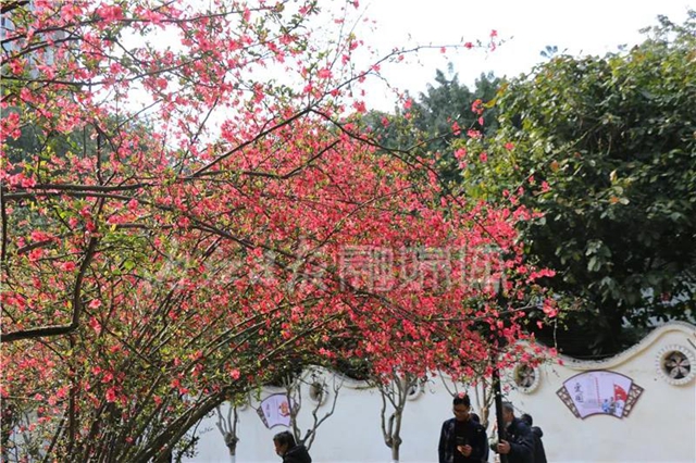 怒放！內(nèi)江城區(qū)的海棠花正盛開(圖3)