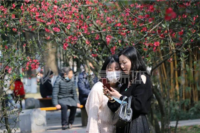 怒放！內(nèi)江城區(qū)的海棠花正盛開(圖4)