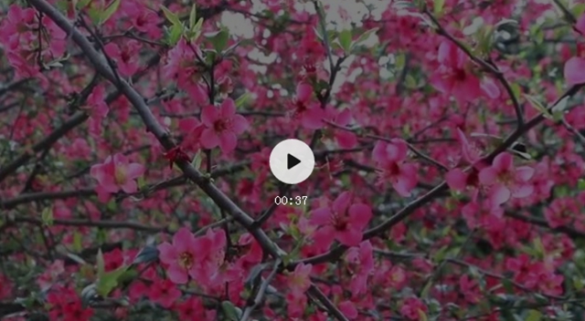 怒放！內(nèi)江城區(qū)的海棠花正盛開(圖1)