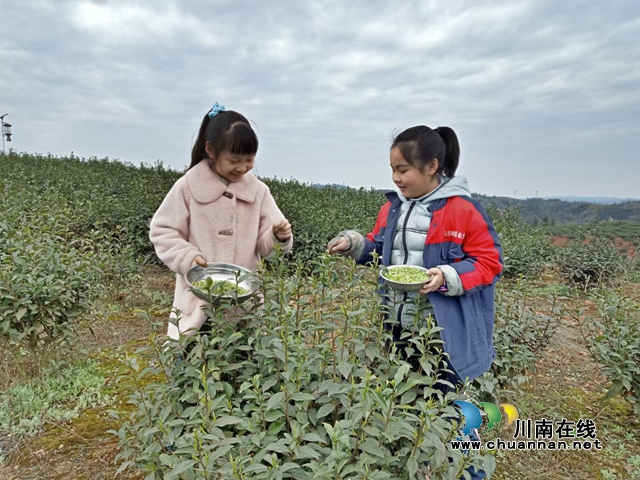 山美水美茶更美！走進春天的納溪桃花島