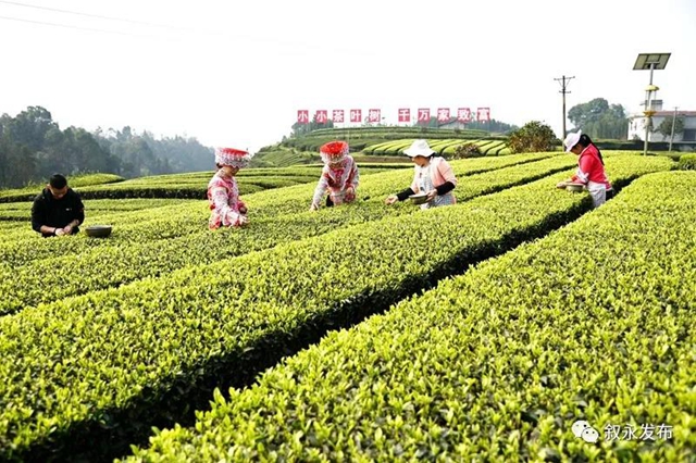 敘永茶山春色美，春茶采摘正當(dāng)時(shí)！(圖1)