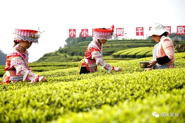 敘永茶山春色美，春茶采摘正當(dāng)時(shí)！(圖4)