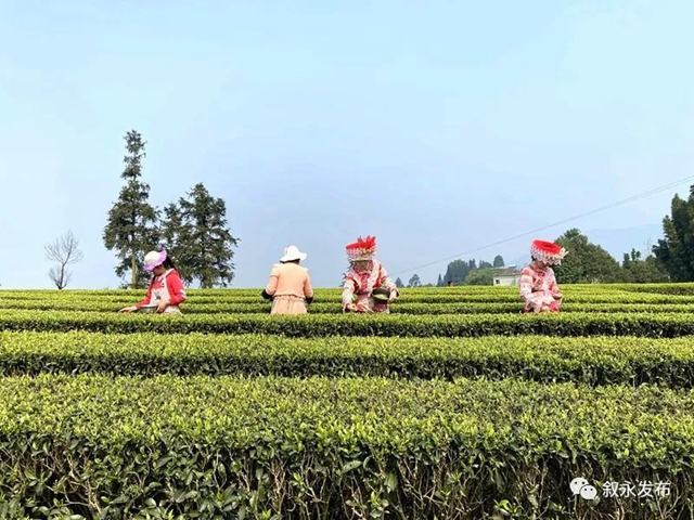 敘永茶山春色美，春茶采摘正當(dāng)時(shí)！(圖2)