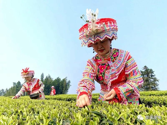敘永茶山春色美，春茶采摘正當(dāng)時(shí)！(圖3)