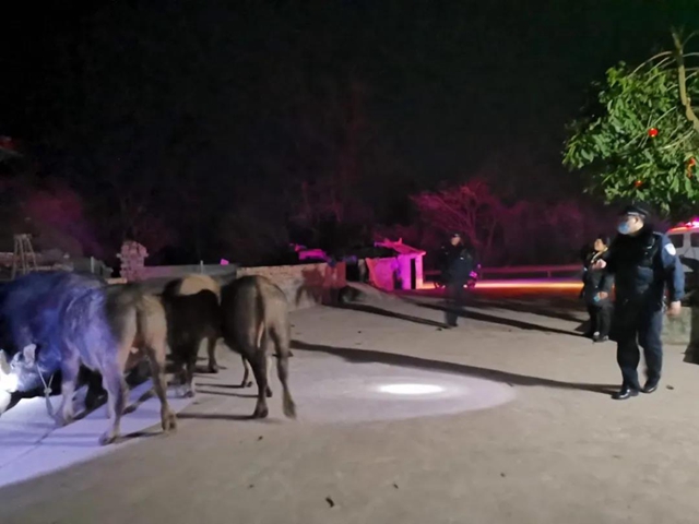 還在吃火鍋嗨歌，突然闖進8頭牛！宜賓這家人被嚇慘了……