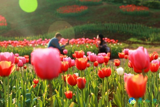 納溪：看！這么“?！钡幕ā盃摹蹦鴣?lái)！(圖1)