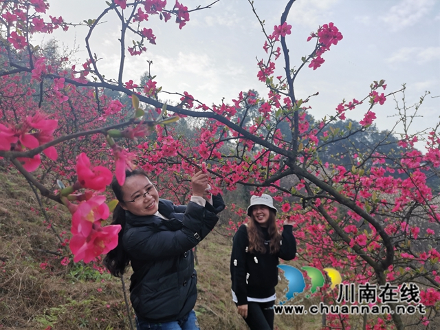 瀘縣：徒步踏青賞花，健身中感受春天的美(圖4)