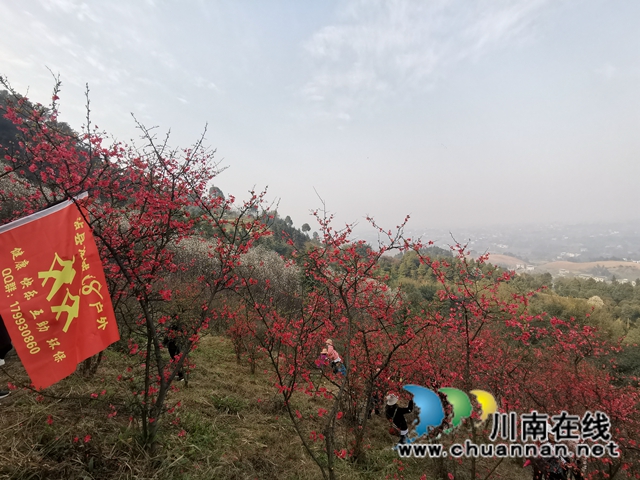 瀘縣：徒步踏青賞花，健身中感受春天的美(圖2)