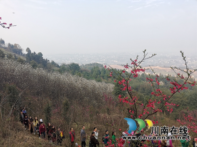 瀘縣：徒步踏青賞花，健身中感受春天的美(圖6)