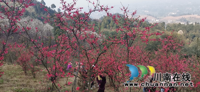 瀘縣：徒步踏青賞花，健身中感受春天的美(圖7)