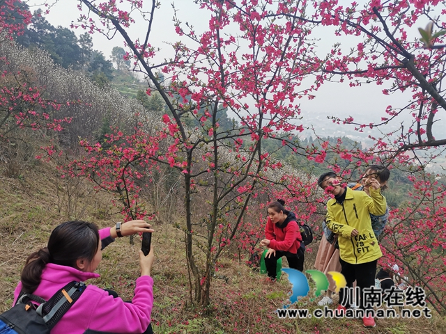 瀘縣：徒步踏青賞花，健身中感受春天的美(圖5)