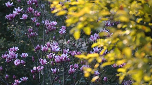 告市民：踏青賞花何必遠(yuǎn)行，內(nèi)江城區(qū)這里滿山斗艷爭(zhēng)奇(圖2)