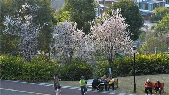 告市民：踏青賞花何必遠(yuǎn)行，內(nèi)江城區(qū)這里滿山斗艷爭(zhēng)奇(圖3)