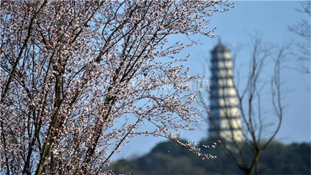 告市民：踏青賞花何必遠(yuǎn)行，內(nèi)江城區(qū)這里滿山斗艷爭(zhēng)奇(圖4)